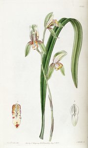 Cymbidium ensifolium